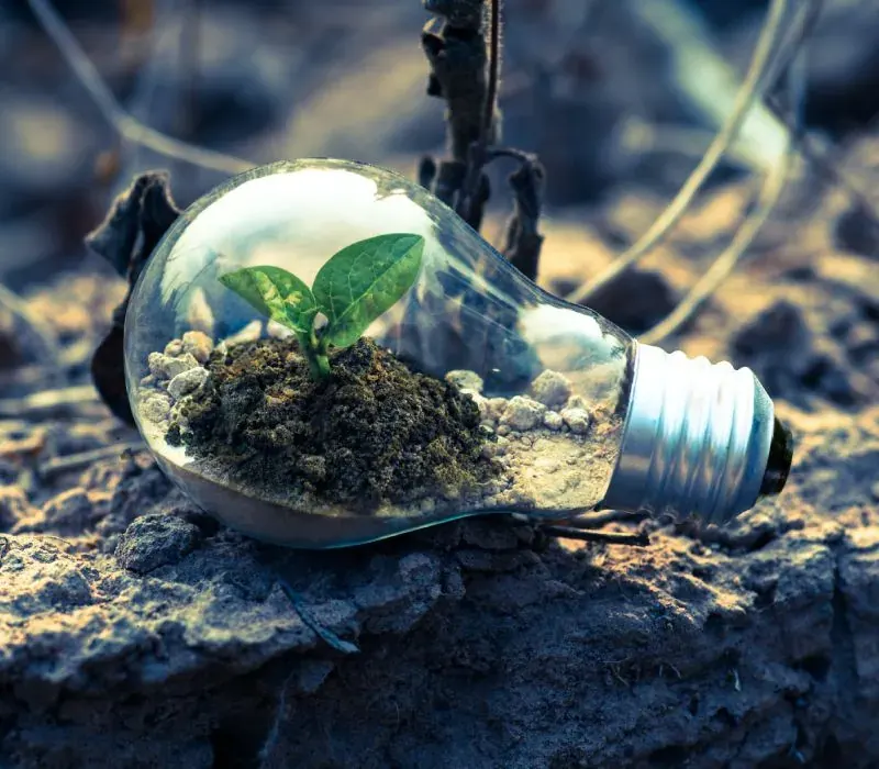 Glödlampa med en växande planta