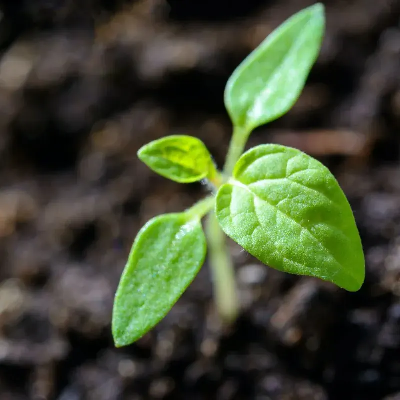 Grön planta som växer ur jorden