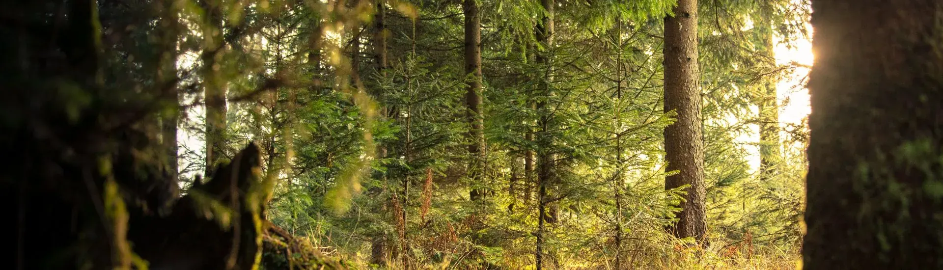 Solbelyst skog
