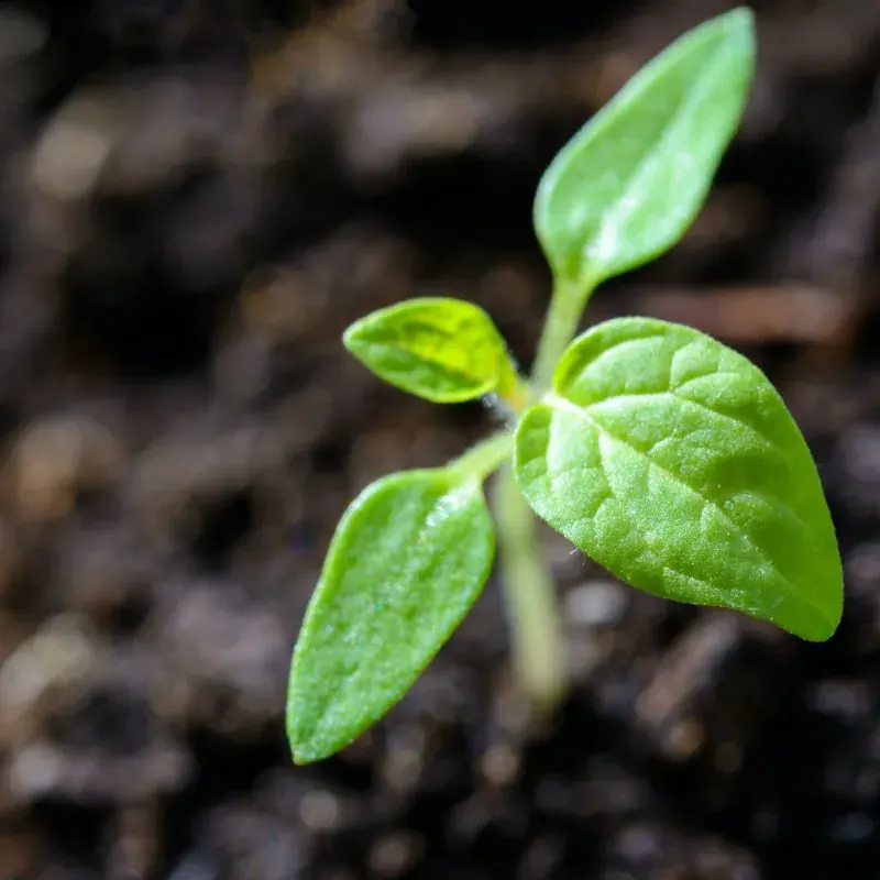 Grön planta som växer ur jorden